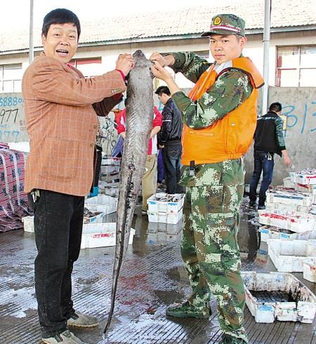 浙江宁波北仑巨鳗难得一见