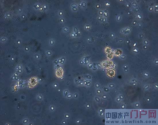 大菱鲆多发盾纤毛虫病感染了老虎斑