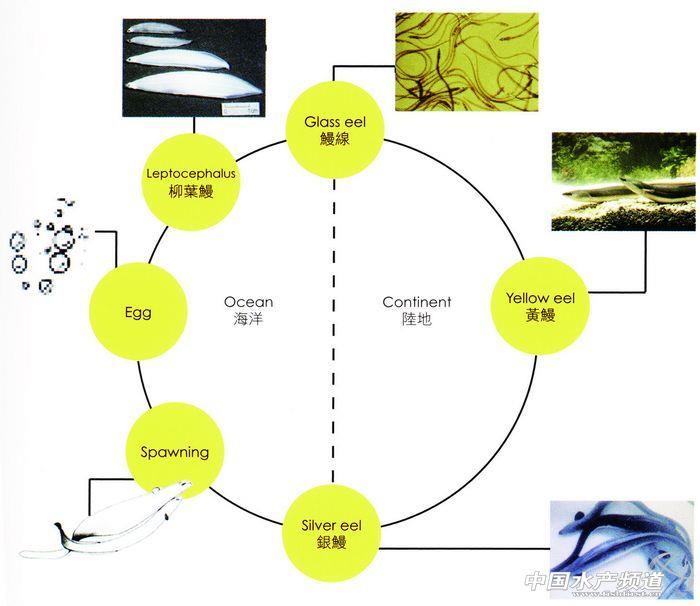 谜样的日本鳗——鳗线篇-中国鳗鱼网