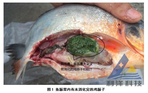 营养保健处理淡水白鲳腹水,停食一例