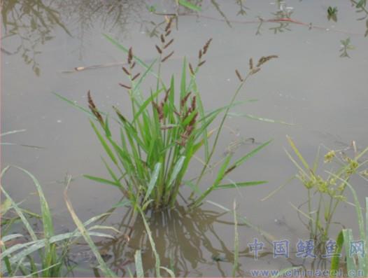 老池塘种植稗草养殖小龙虾生态培育鱼种技术