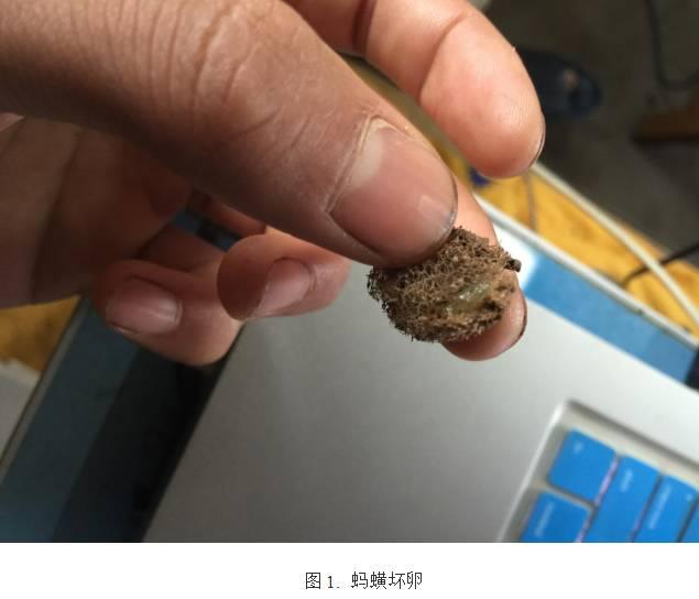 水蛭这个小品种的养殖情况你知道吗