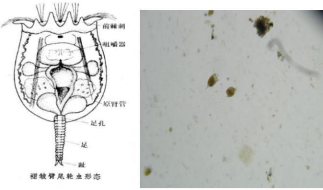 轮虫广泛分布于各类淡水水体中,在海洋,内陆,盐水中也有其踪迹,但种量