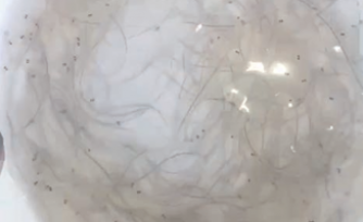 东亚鳗苗上周渔况：大陆稳产台湾省短期冲高，日本渔获同比减少87%