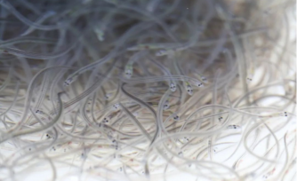 上周东亚鳗苗渔况分化明显，截止20日累计捕捞25.8吨