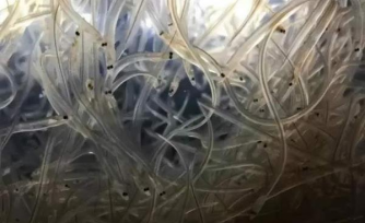 东亚鳗苗渔况：截止3月6日累计捕获总量约40吨